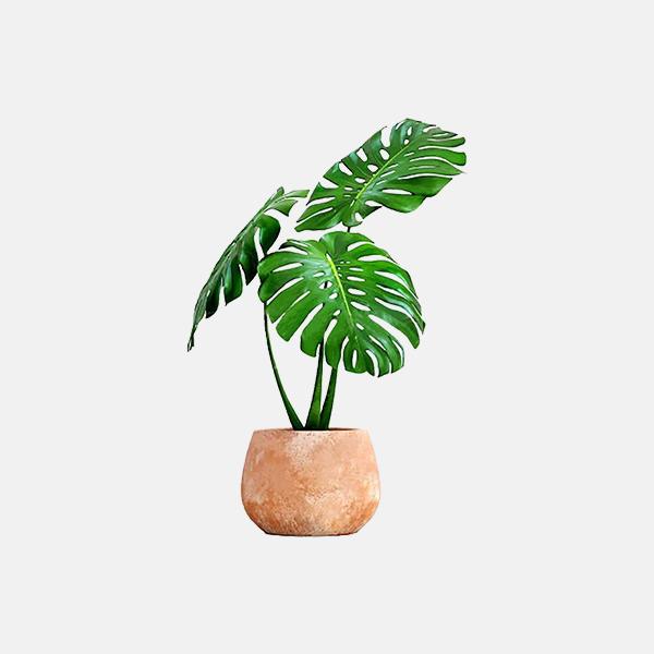 Variable product Plants