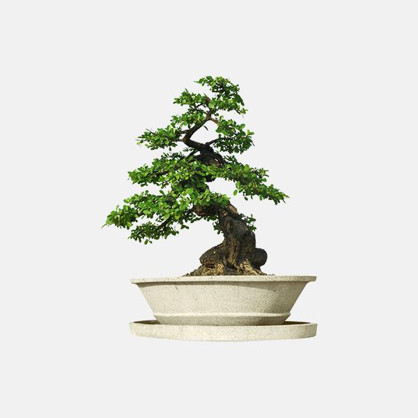 Variable product Plants